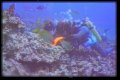 Underwater in Maui 